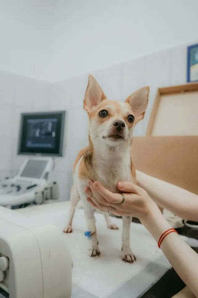 Sala de consulta con un perro pequeño sobre la mesa y un ecógrafo al fondo