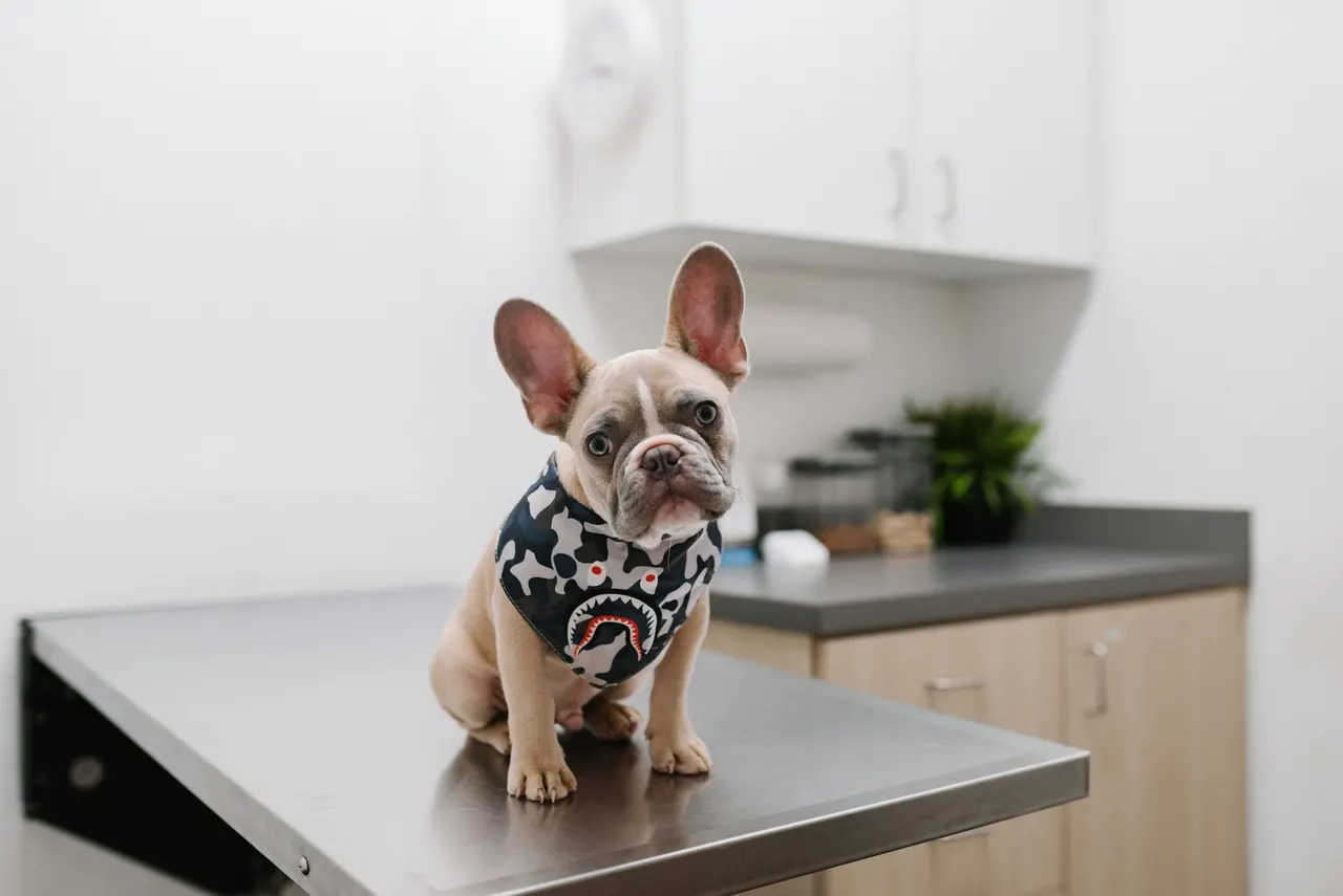 Un bulldog francés con pañuelo espera tranquilo sobre la mesa de consulta