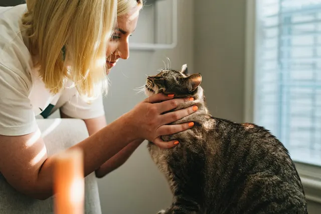 Una persona acaricia a un gato atigrado durante la consulta
