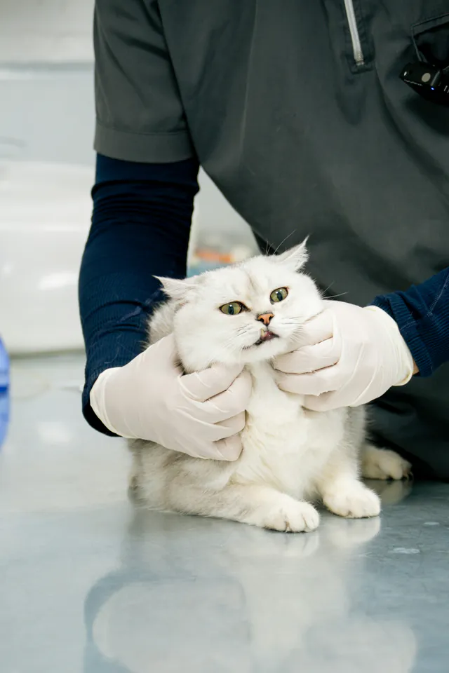 Manos con guantes revisando la boca de un gato blanco sobre la mesa de consulta